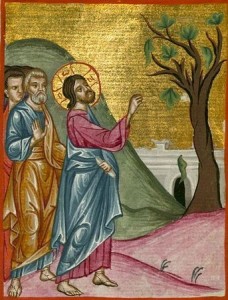 Проклятие смоковницы. Книжная миниатюра из арабского Евангелия XVII в