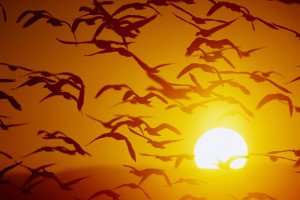 Snow Geese in Flight at Sunset