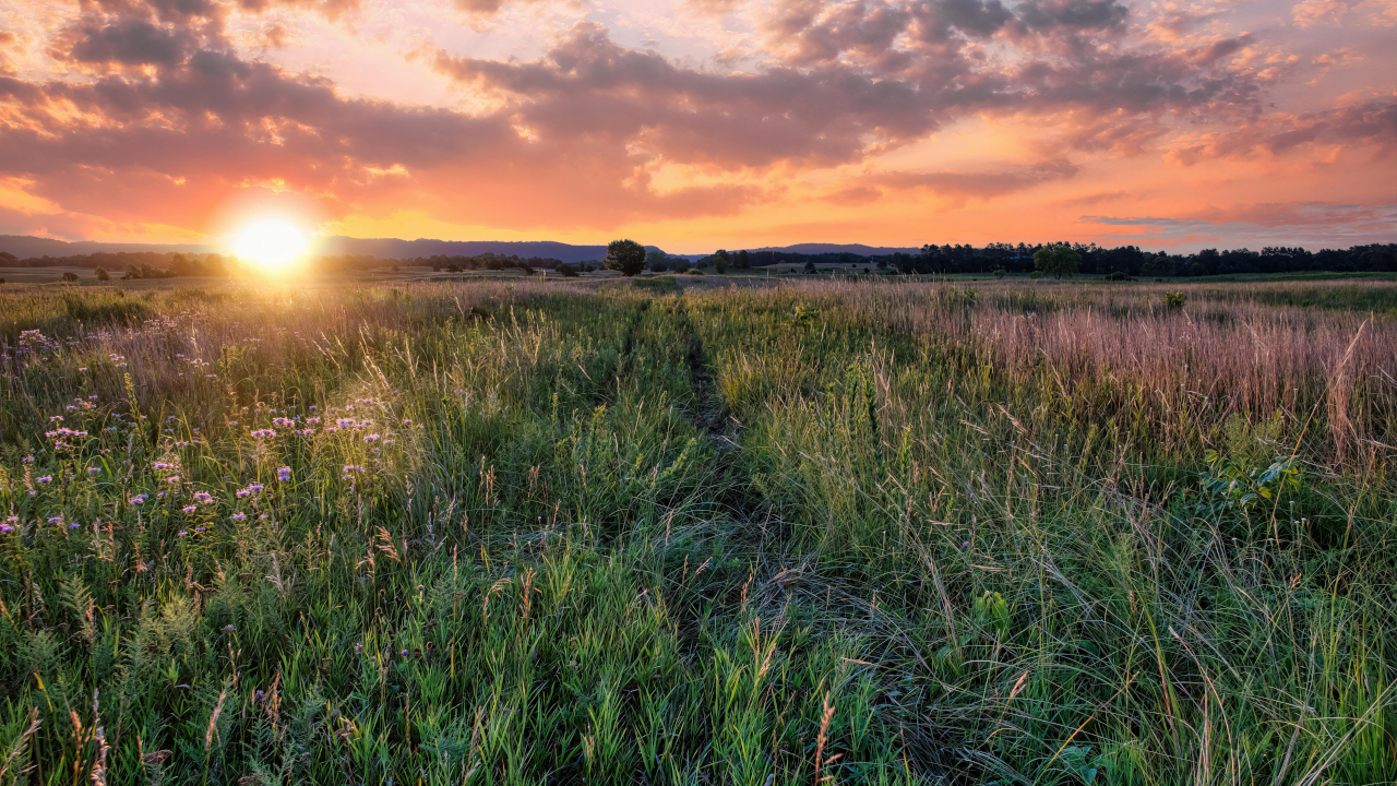 Поле с зелёной травой и закатное солнце