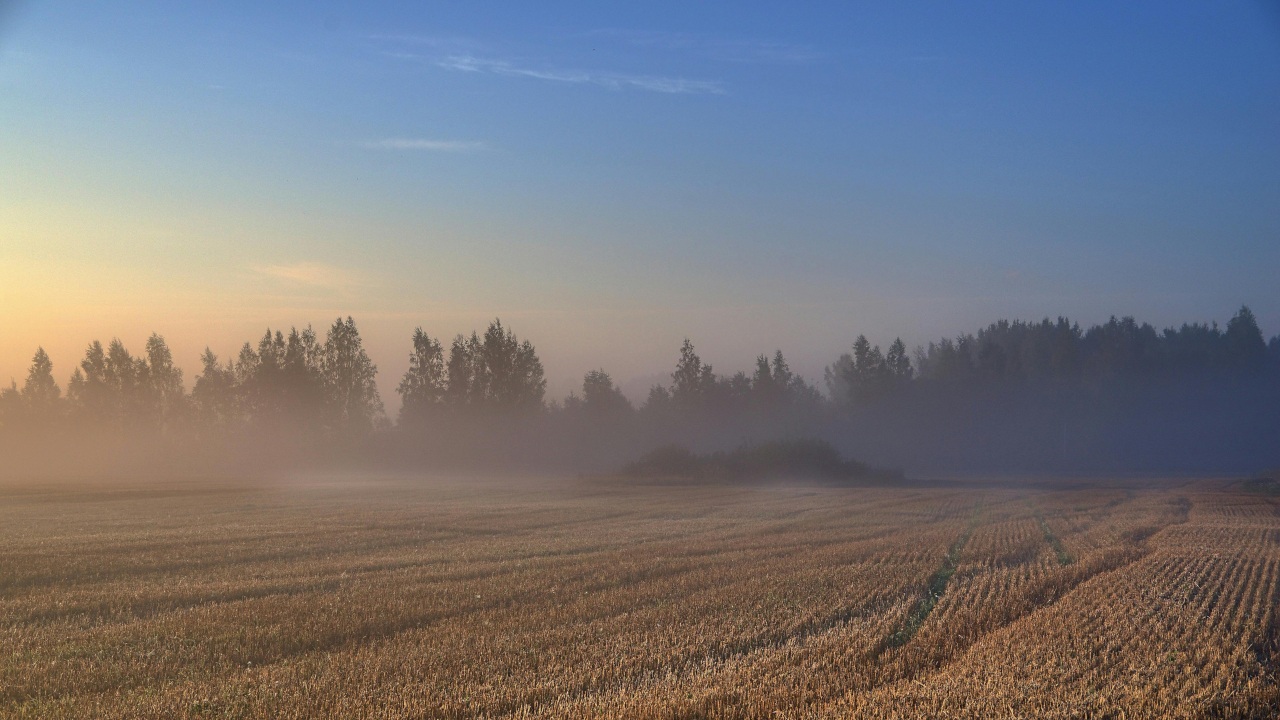 Раннее утро в поле