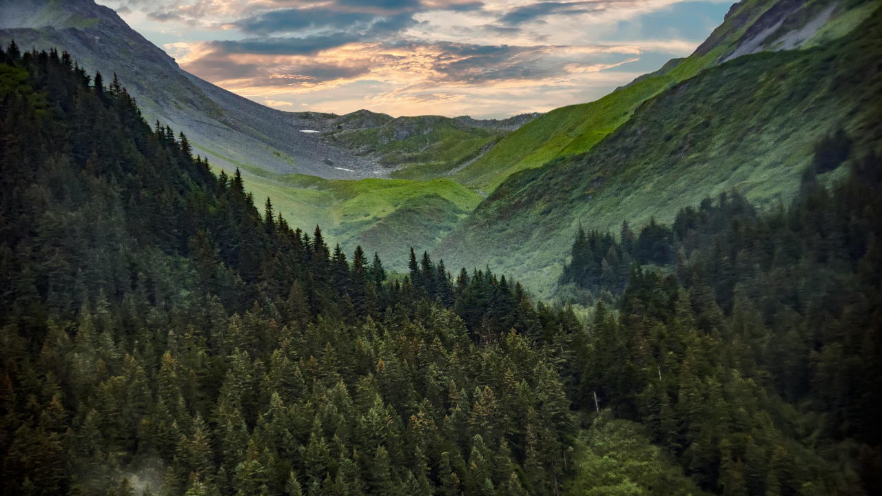 Горы покрытые лесом