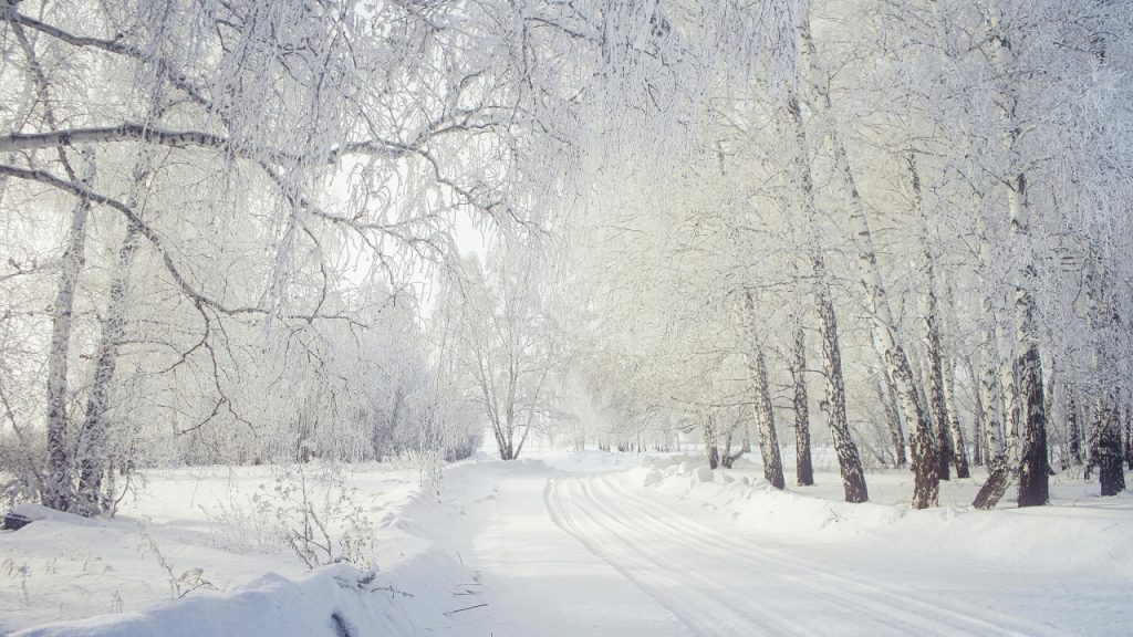 Лыжня в заснеженном лесу