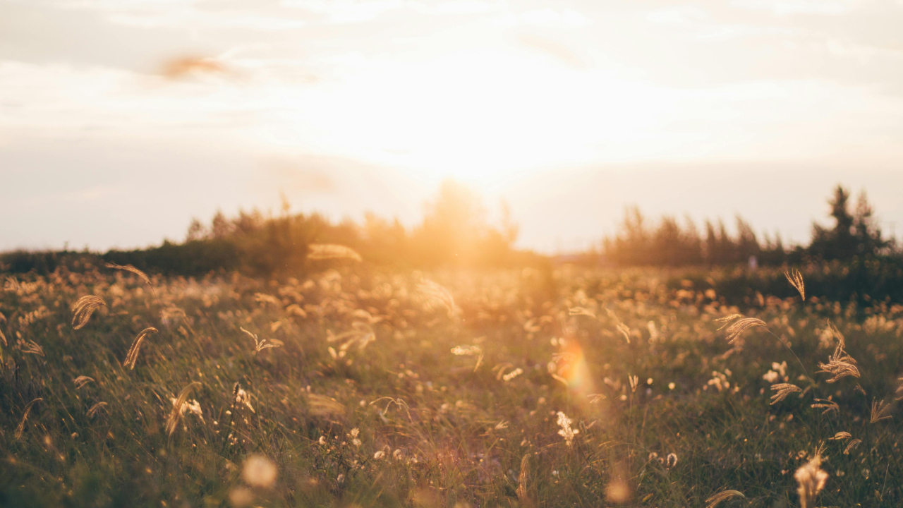 Летнее, вечернее поле в солнечных лучах