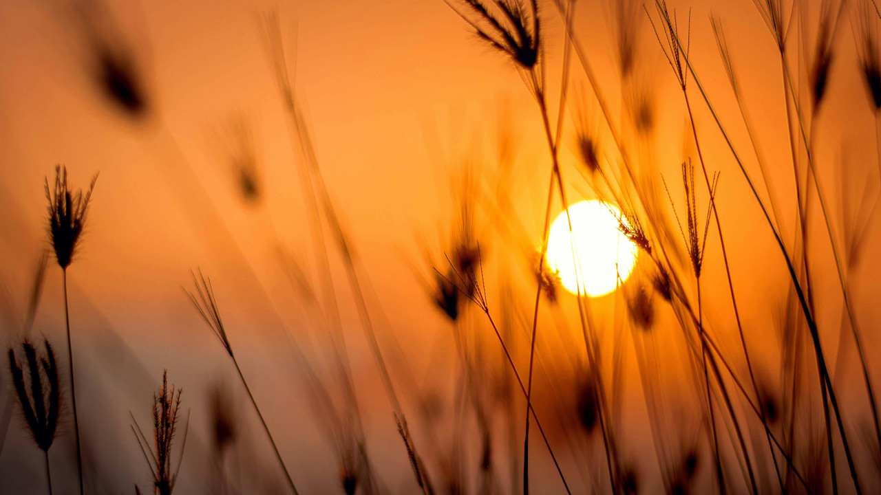 Растения на фоне закатного солнца