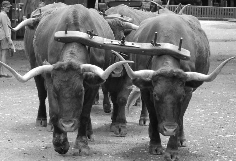 Ярем - Радио ВЕРА