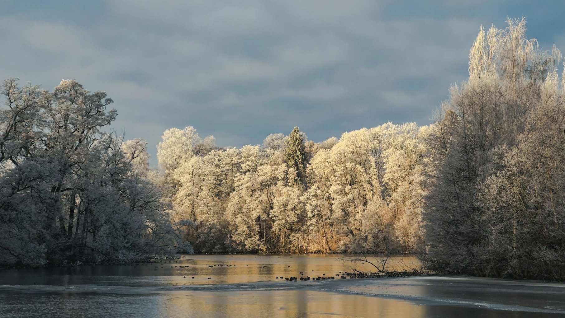 Зимний лес