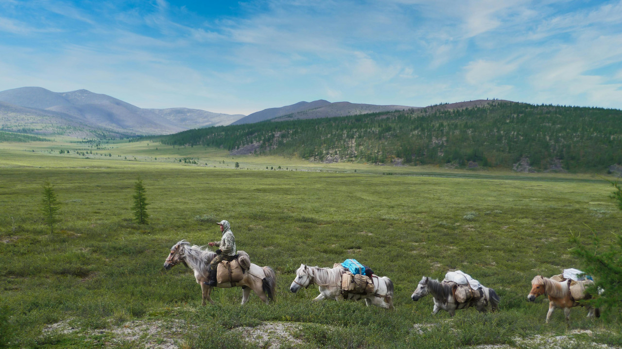 Караван лошадей в поле