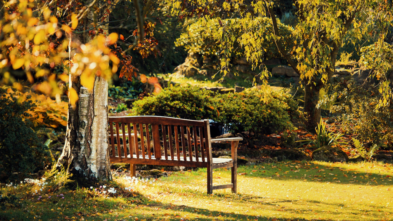 Деревянная скамейка, стоящая в саду, под деревом.