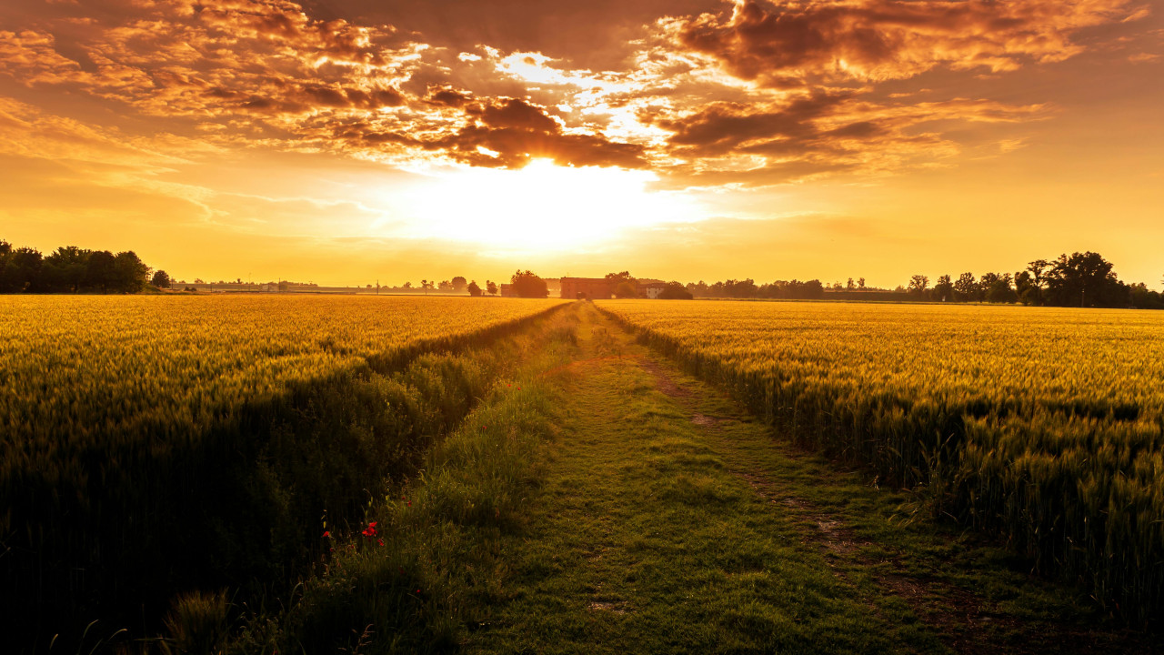 Дорога в поле