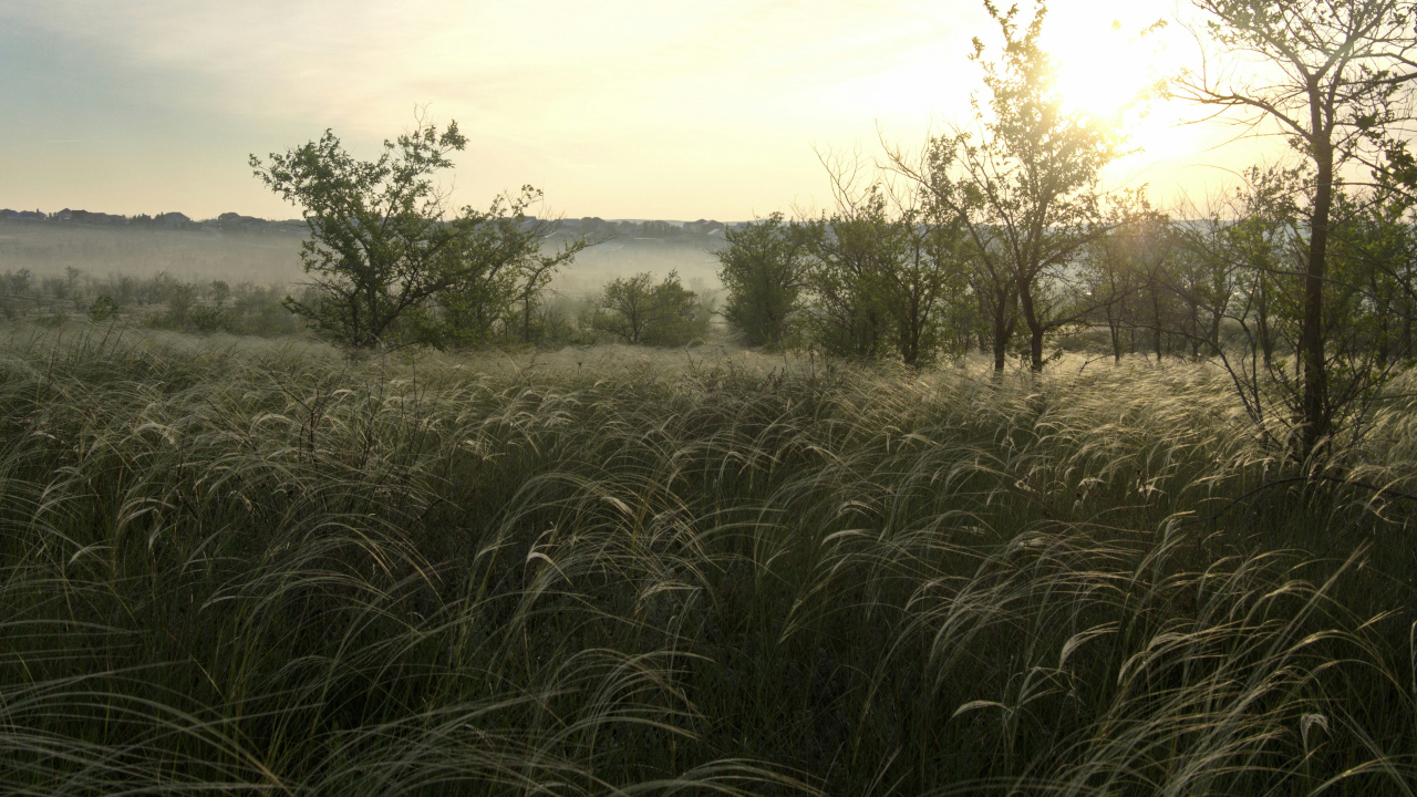Поле в утреннем солнце