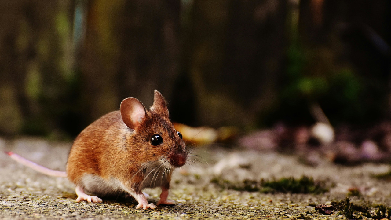 Рыжей мышонок в лесу