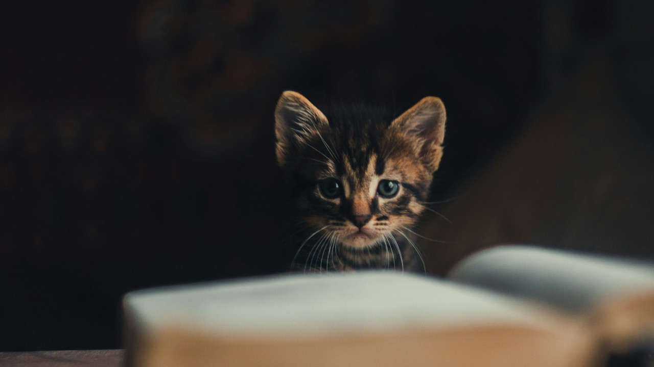 Котенок очень внимательно следит за автором фото