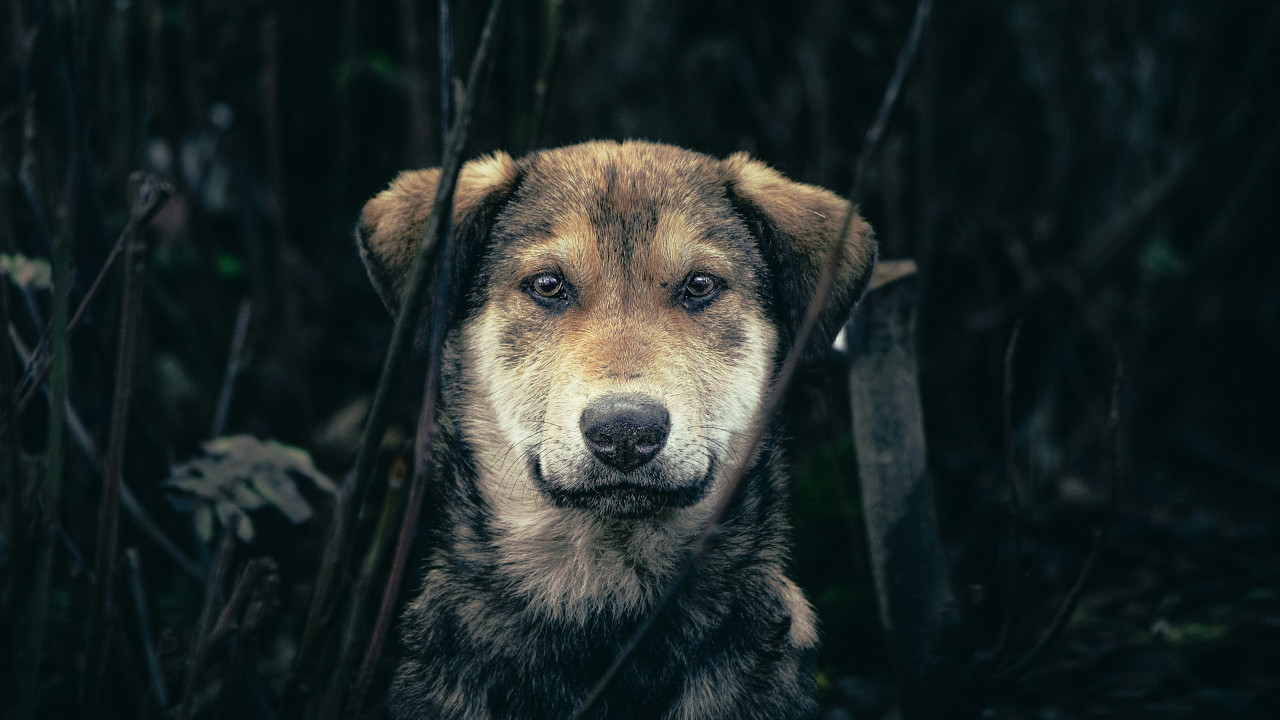 Пёс, внимательно смотри на фотографа