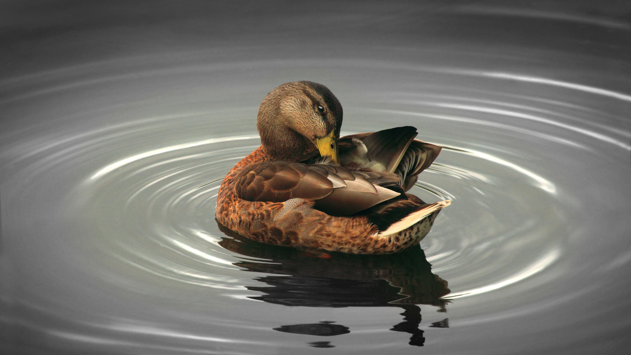 Уточка на воде: чистит пёрышки