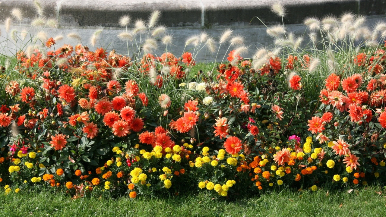 Яркая, пёстрая клумба