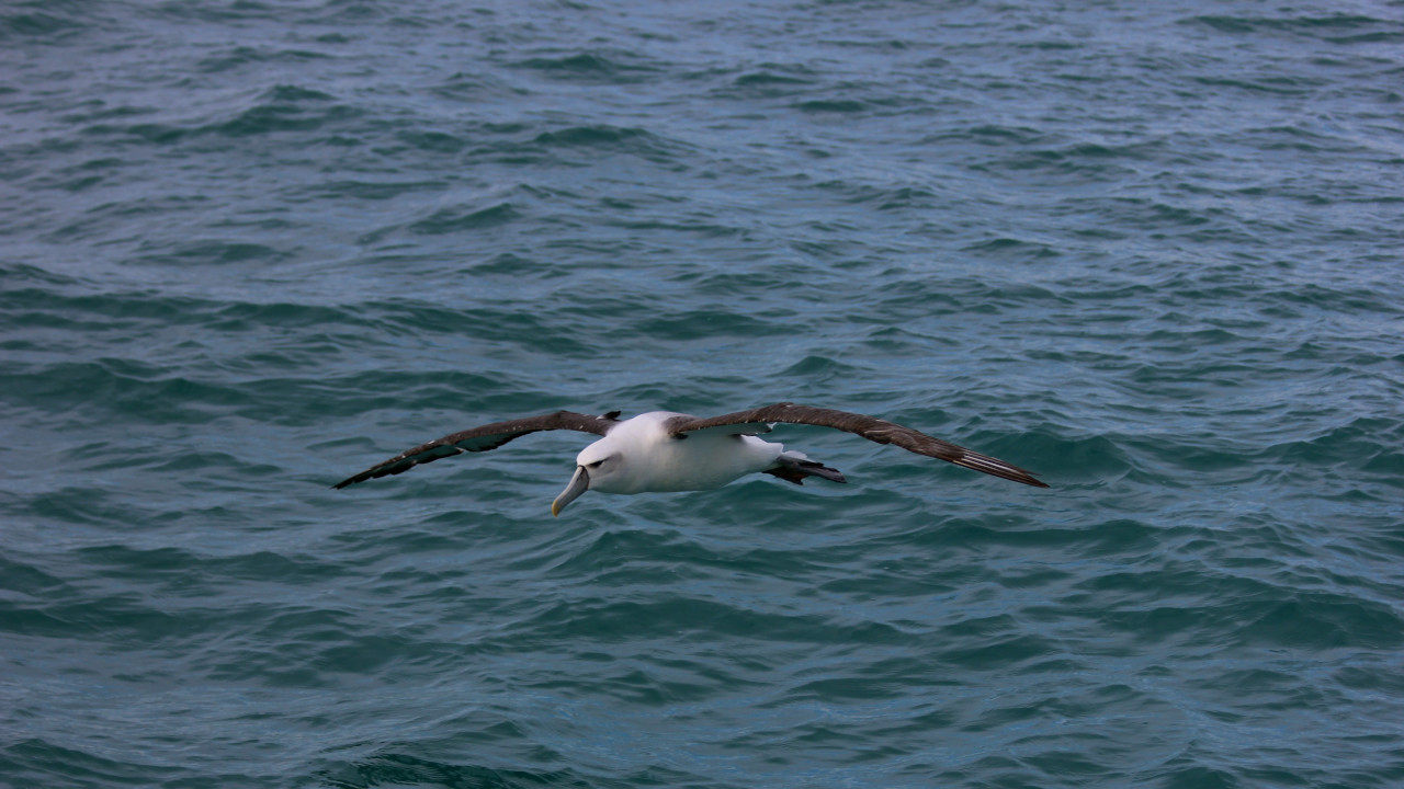 Альбатрос парит над океаном