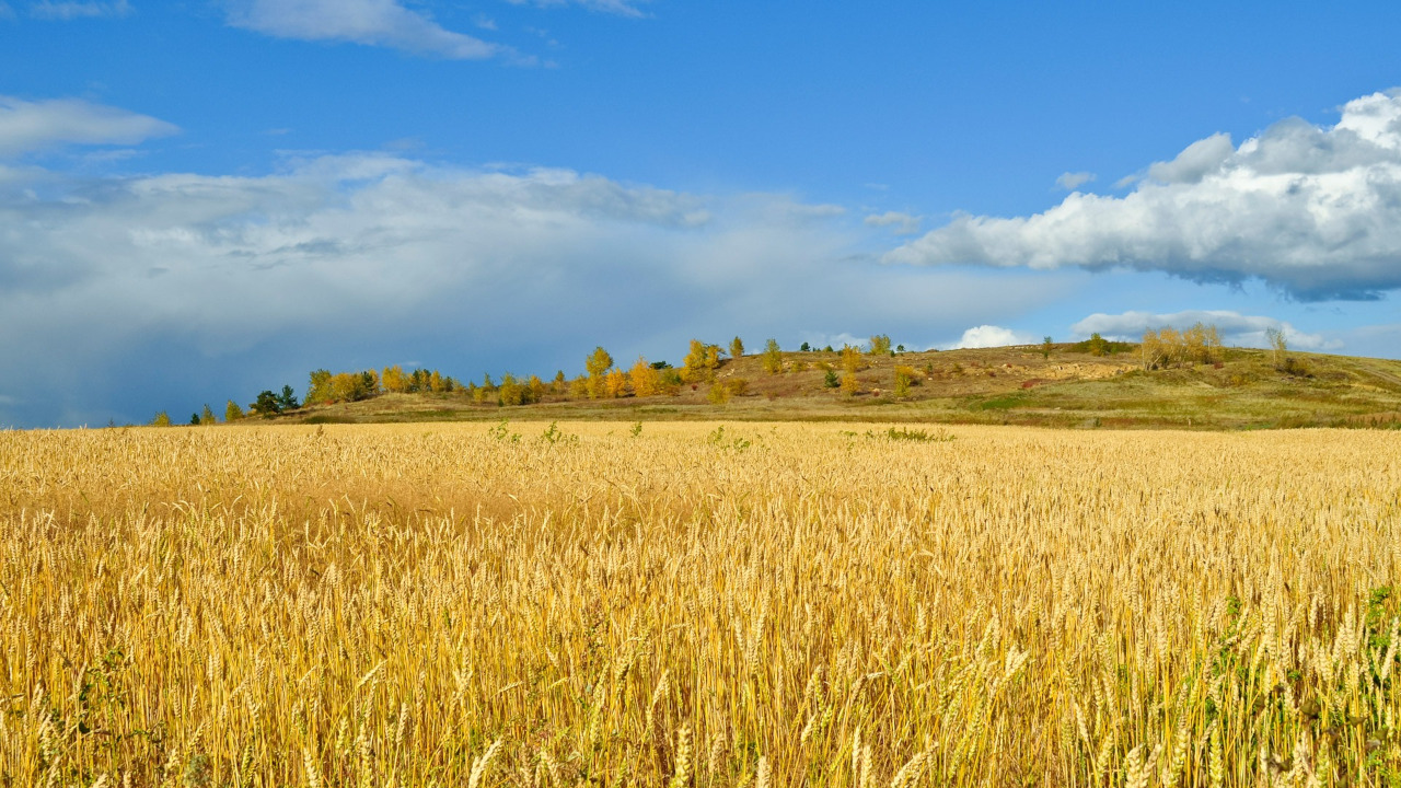 Поле ржи под синим небом