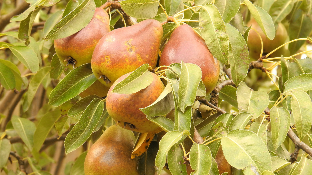 Спелые груши висят на дереве