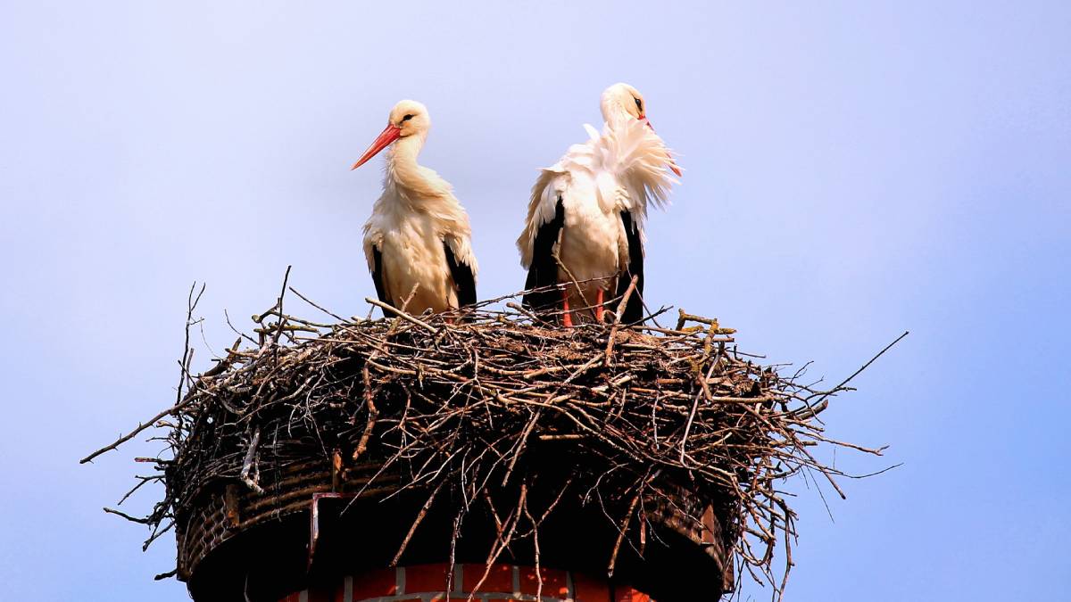 Два аиста в гнезде