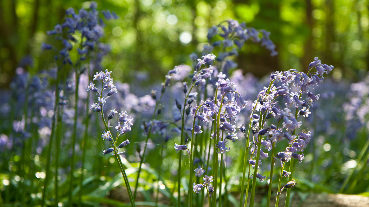 Нежные, лиловые цветы в лучах солнечного света