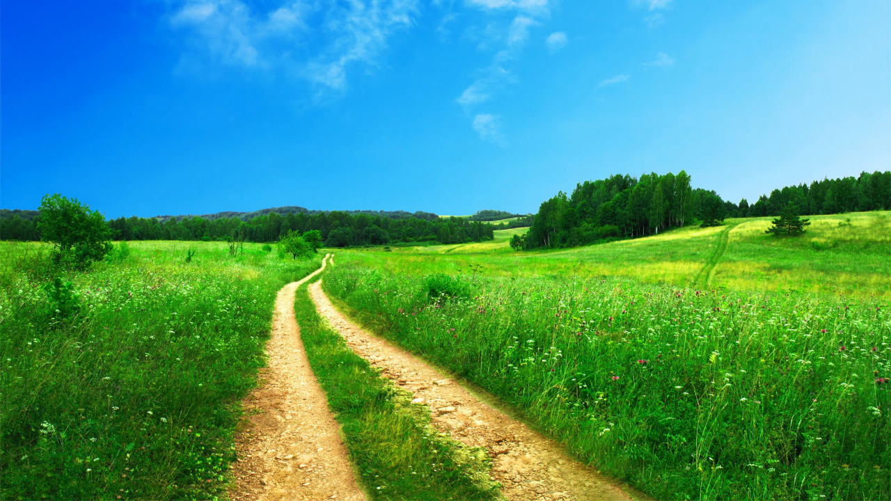 Дорога в зеленом поле: под ярким, синим небом