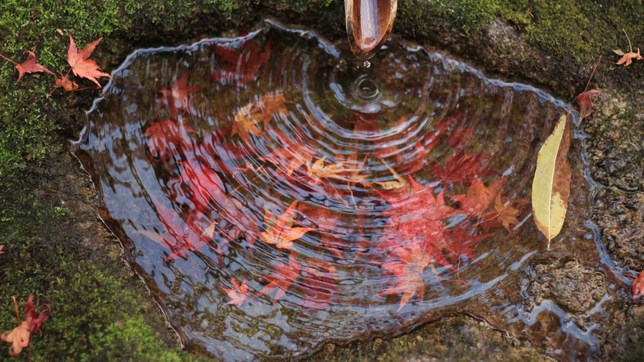 Родник в лесу