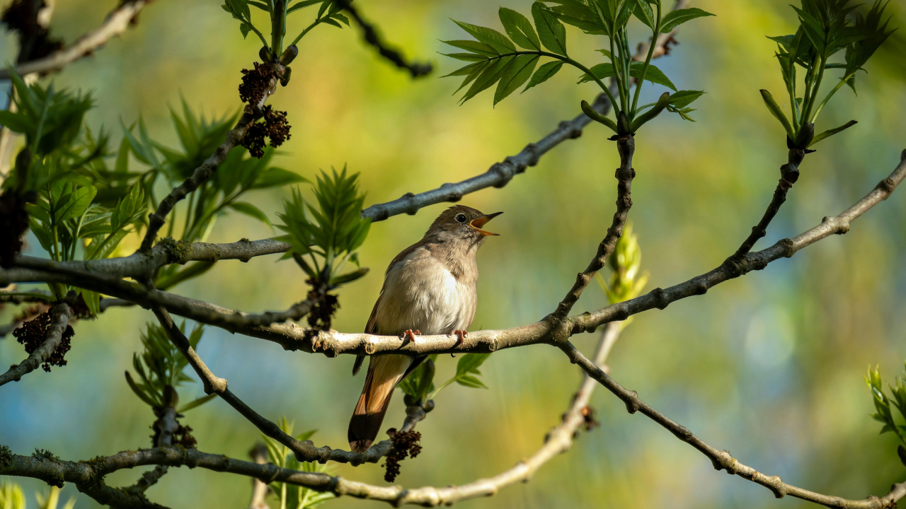 Соловей поёт на ветке