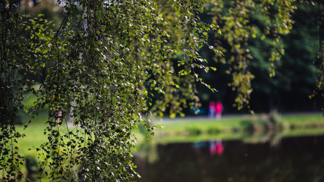 Ветки берёзы на фоне пруда