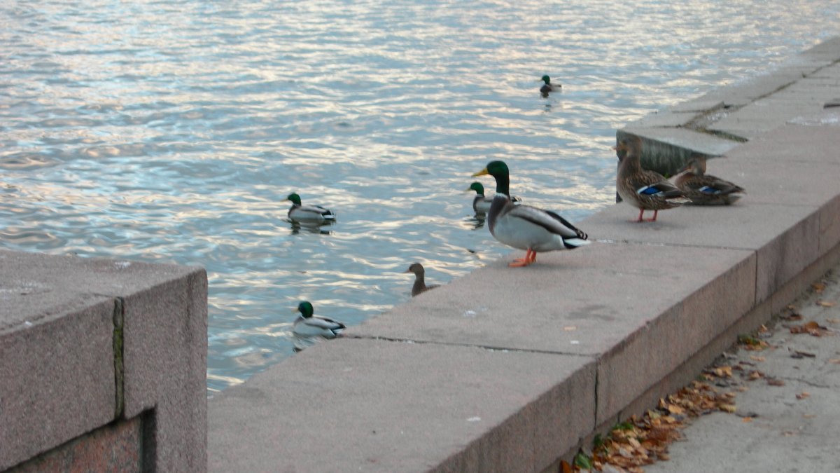 Утки в городском парке