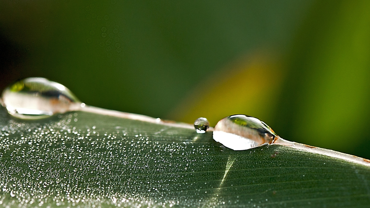 Капли воды на сгибе зелёного листа