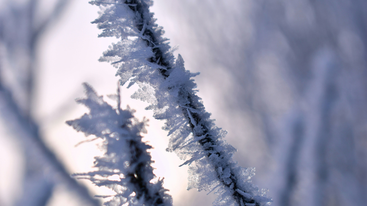 Ветви покрытые инеем