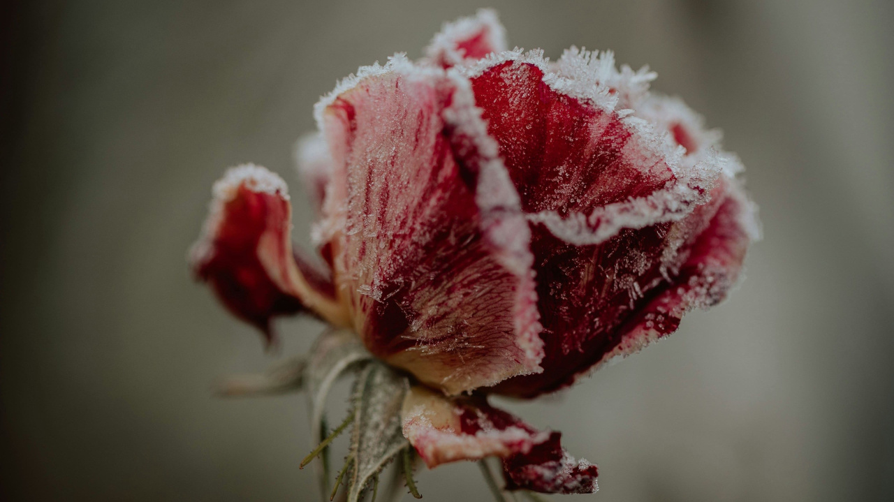 Замёрзшая роза