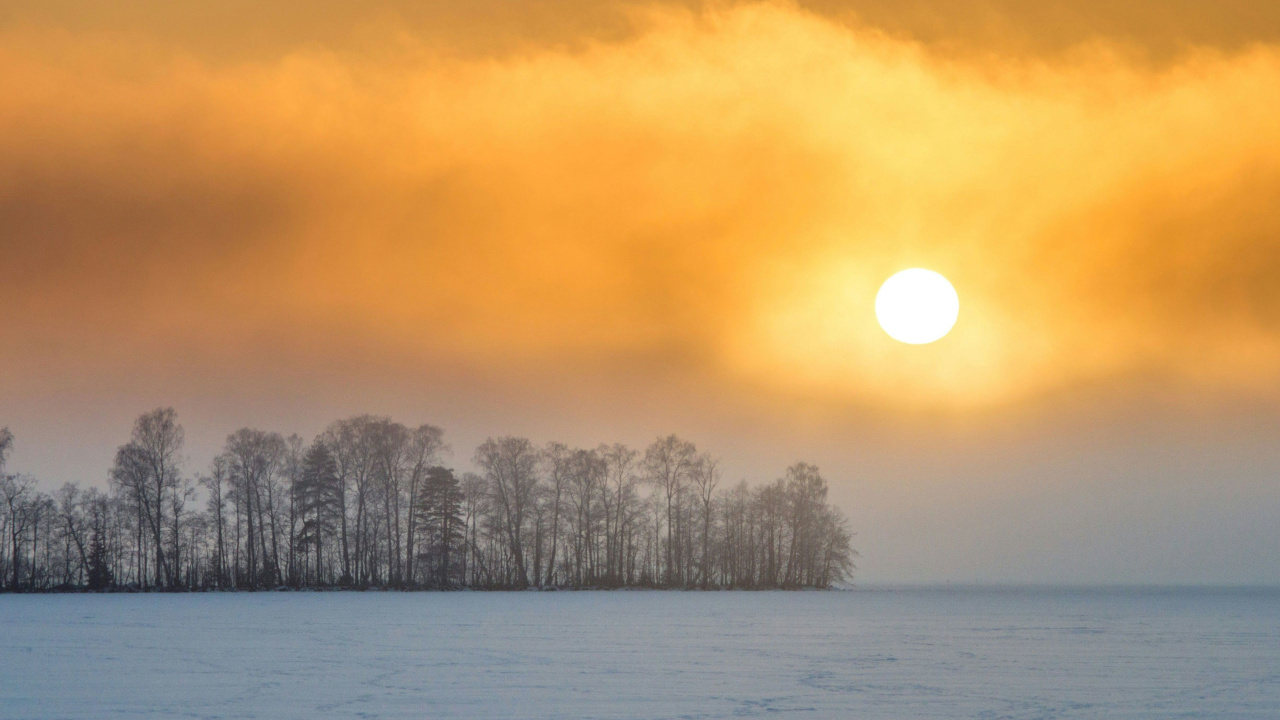 Зимнее соленное небо на фоне лесопосадки