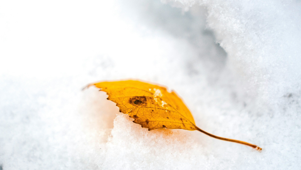 Желтый опавший лист на белом снегу