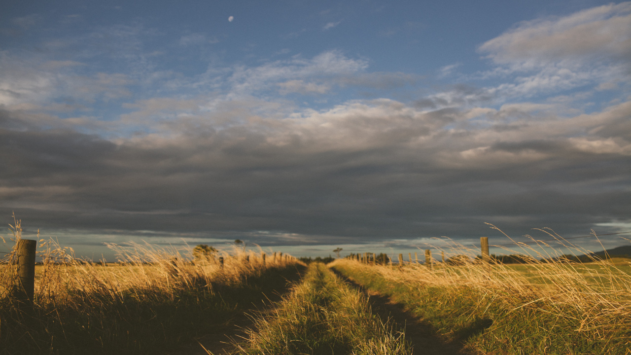 Утренняя дорога через поле