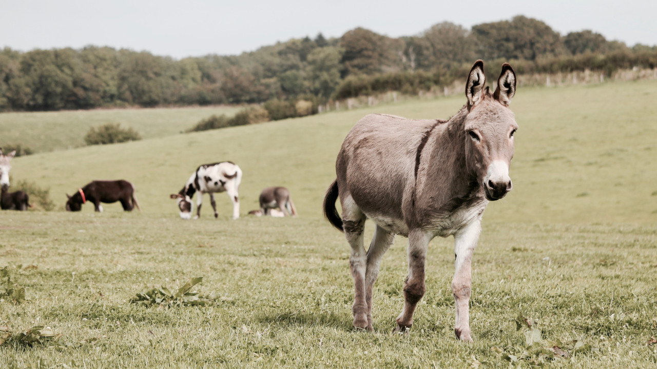 Ослик на пастбище