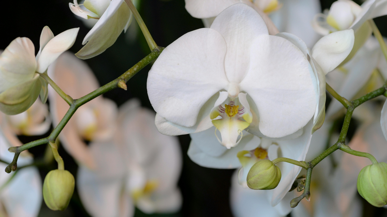 Цветы белой орхидеи