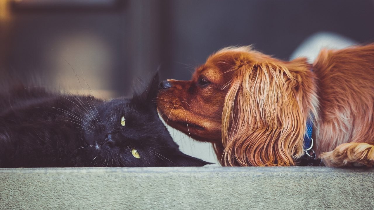 Рыжий пёс нюхает ухо чёрного кота