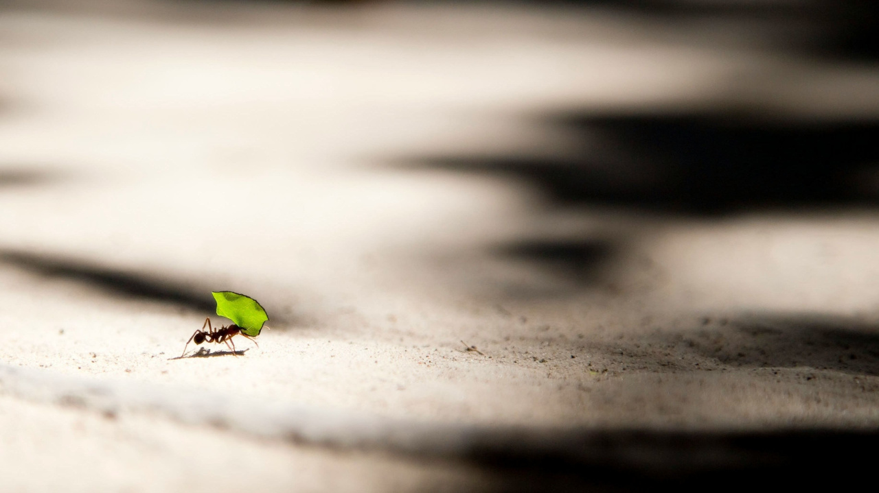 Муравей несет маленький листик