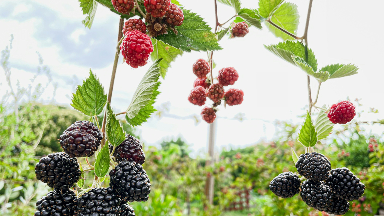 Ягодные плоды в зеленом саду