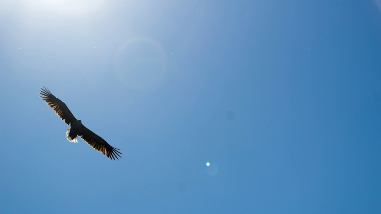 Полет птицы в синем небе