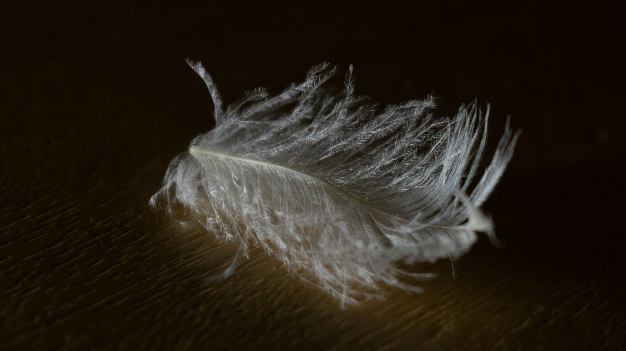 Белое пёрышко