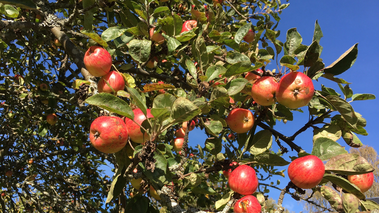 Ветви яблони усыпанные спелыми яблоками
