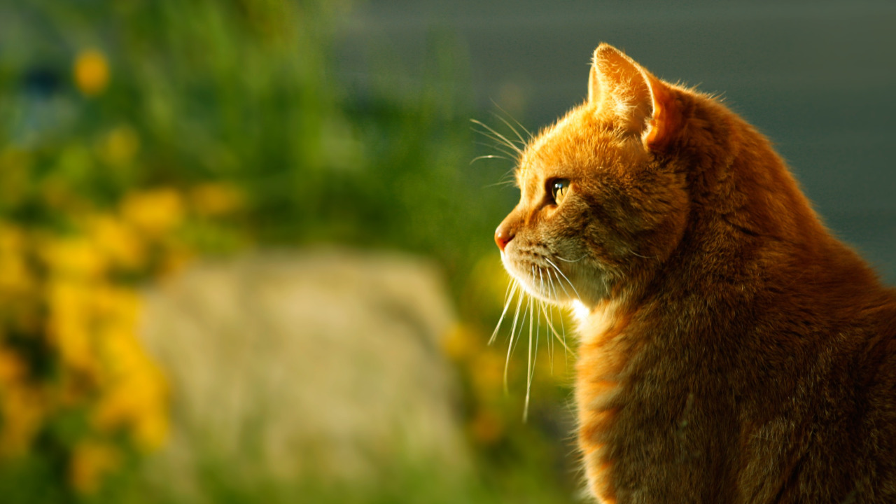 Рыжий кот смотрит в сторону солнца, на закате