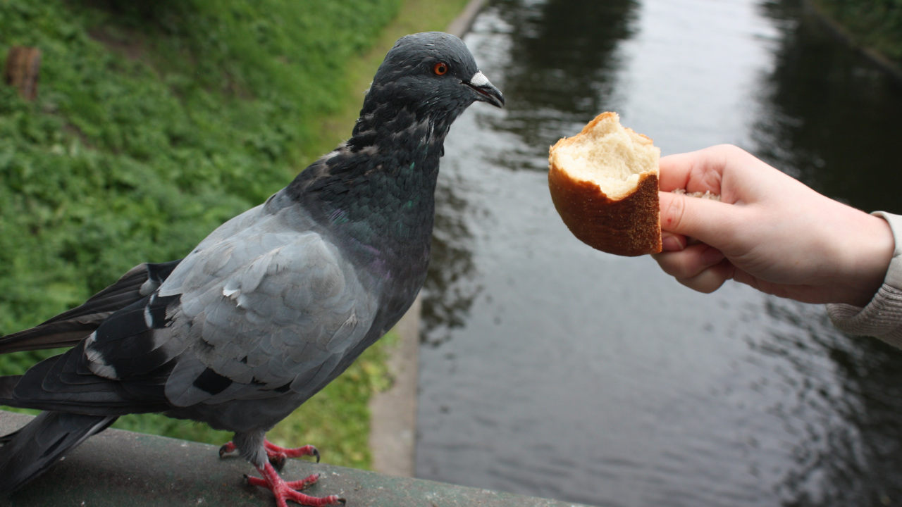 Голубь кушает хлеб из руки