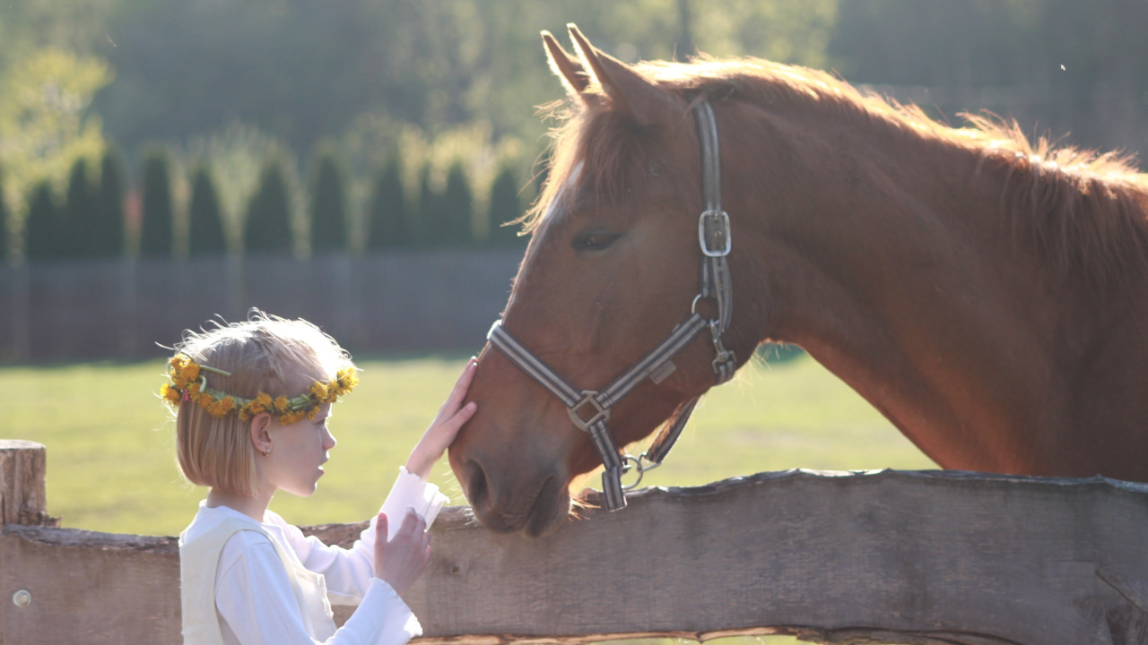 Мальчик гладит коня по морде