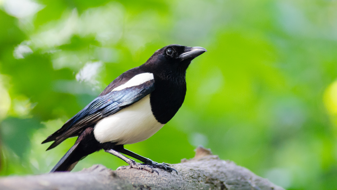 Сорока на ветке дерева