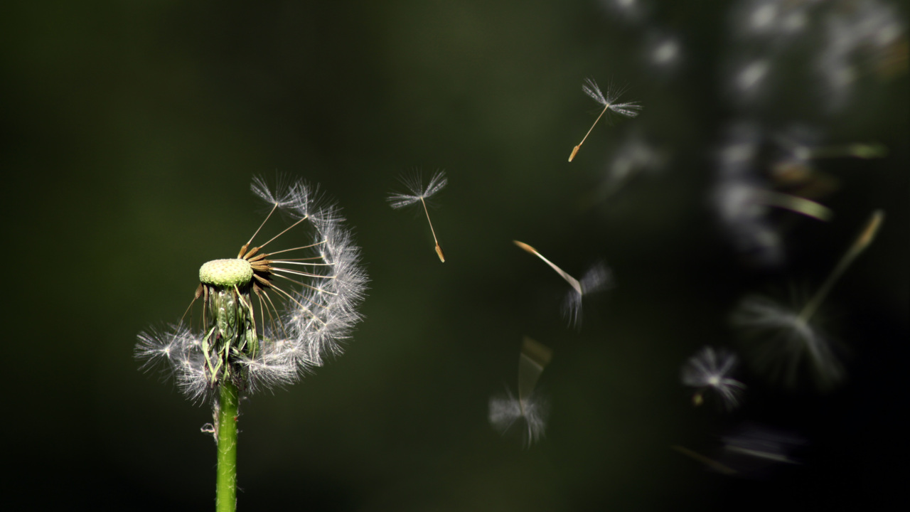 Одуванчик крупным планом: с отлетающими семенами с его головки
