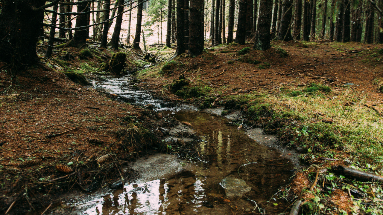 Ручей в лесу