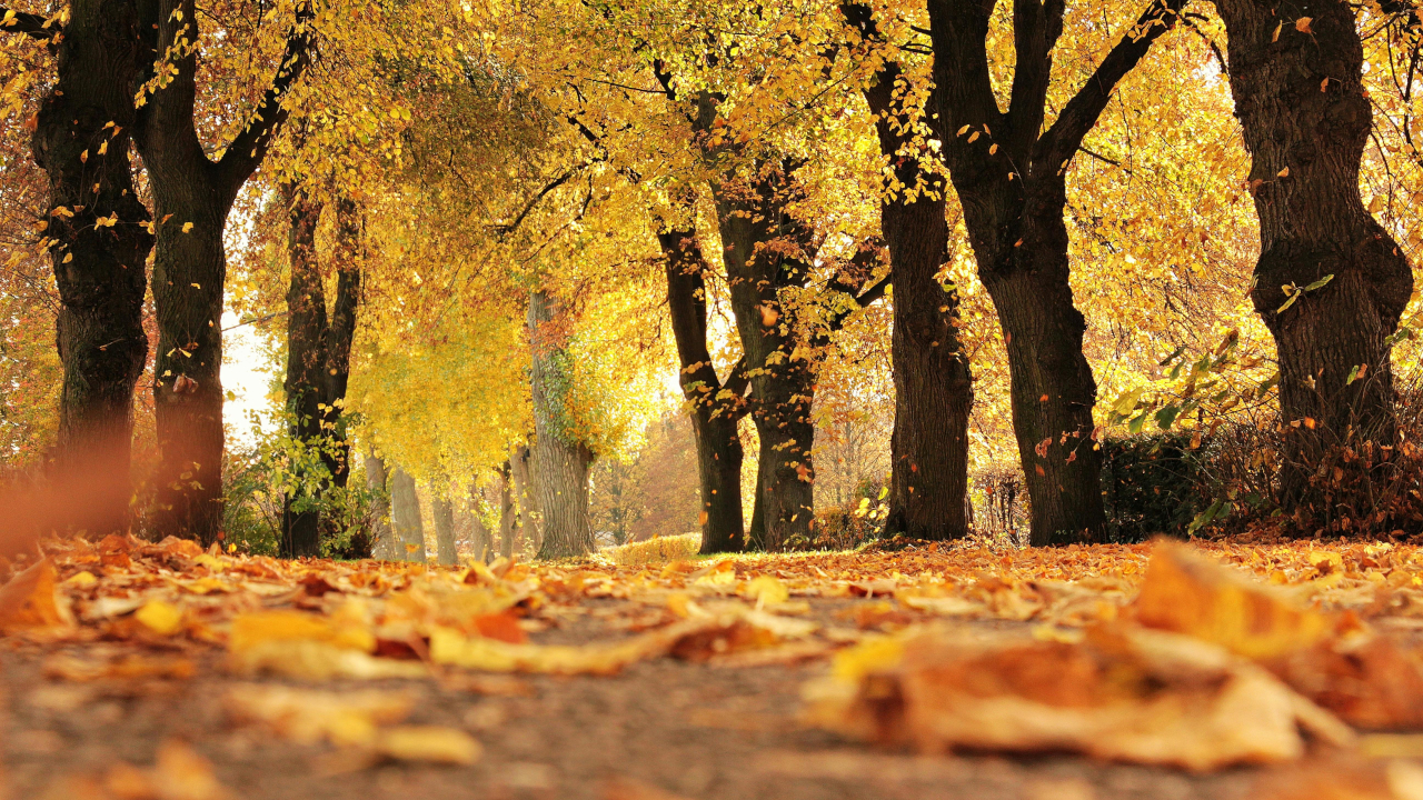 Дорога в осеннем парке, прикрытая опавшей листвой